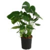 Fensterblatt - Monstera Deliciosa, Hydrokultur -Ubbink Verkäufe 8416802 WE FS 001 MonsteraDeliciosa2erHydroT18 19Fensterblatt