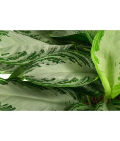 Kolbenfaden - Aglaonema 'Silverbay', Hydrokultur -Ubbink Verkäufe 8416919 WE DE 001 AglaonemaSilverbayHydroT22 19KolbenfadenDehnerExpressHerzig