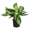 Kolbenfaden - Aglaonema 'Silverbay', Hydrokultur 1 Kolbenfaden - Aglaonema 'Silverbay', Hydrokultur -Ubbink Verkäufe 8416919 WE FS 001 AglaonemaSilverbayHydroT22 19KolbenfadenDehnerExpressHerzig