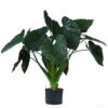 Pfeilblatt - Alocasia 'Wentii', Hydrokultur -Ubbink Verkäufe 8425662 WE FS 001 AlocasiaWentii25 19H100