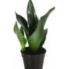 Bogenhanf - Sansevieria Trifasciata 'Grey Stripe' -Ubbink Verkäufe 8426264 PR FS 001 SansevieriaGreyStripeT12DehnerExpressHerzig