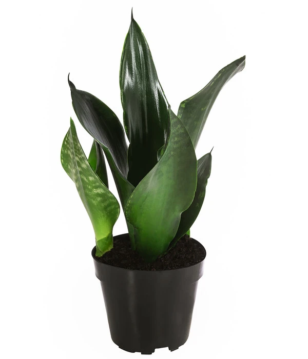 Bogenhanf - Sansevieria Trifasciata 'Grey Stripe' 3 Bogenhanf - Sansevieria Trifasciata 'Grey Stripe'