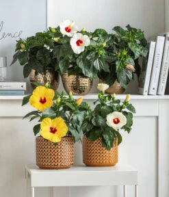 Dehner Metall-Übertopf Kody, Bauchig, Gold -Ubbink Verkäufe 8477846 6784912 6874150 6874168 6895627 6895635 WE MO 001 Hibiskus