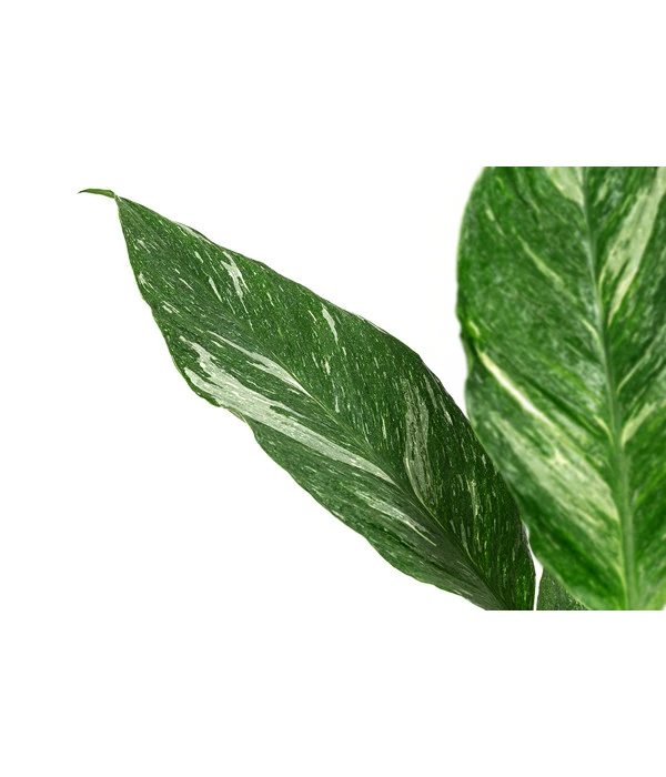 Einblatt - Spathiphyllum 'Diamond' 4 Einblatt - Spathiphyllum 'Diamond' – Bild 2