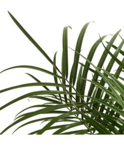 Ubbink Verkäufe -Ubbink Verkäufe 8501470 WE DE 001 PhoenixRoebeliniT20 Zwergdattelpalme DehnerExpressHerzig