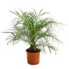 Zwergdattelpalme - Phoenix Roebelenii -Ubbink Verkäufe 8501470 WE FS 002 PhoenixRoebeliniT20 Zwergdattelpalme DehnerExpressHerzig
