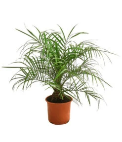 Zwergdattelpalme - Phoenix Roebelenii