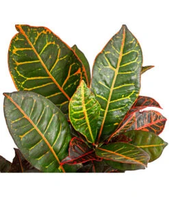 Wunderstrauch - Codiaeum Variegatum 'Petra' -Ubbink Verkäufe 8508749 PR DE 001 CodiaeumVariegatumPetraWunderstrauchBonsaiVerzweigtT21DehnerExpressHerzig