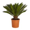 Sagopalmfarn - Cycas Revoluta -Ubbink Verkäufe 8509366 PR FS 001 CycasRevolutaDehnerExpressZS