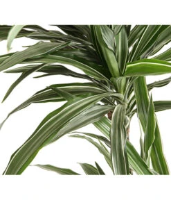 Drachenbaum - Dracaena Deremensis, Verschiedene Sorten 16 Drachenbaum - Dracaena Deremensis, Verschiedene Sorten -Ubbink Verkäufe 8511560 WE DE 001 DrachenbaumDracaenaDeremensisWhiteStripesT27DehnerExpressHerzig