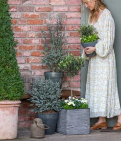 Vergissmeinnicht 'Myomark' -Ubbink Verkäufe 8512238 WE MO 001 EukylaptusOlive