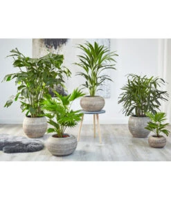 Steckenpalme - Rhapis Excelsa -Ubbink Verkäufe 8525271 WE MO 001 8588345 8641359 8255853 8239733 RhapisLivistonaKentiaHoweaCaryotaPalmenUveSauer