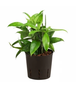 Drachenbaum - Dracaena Surculosa, Hydrokultur