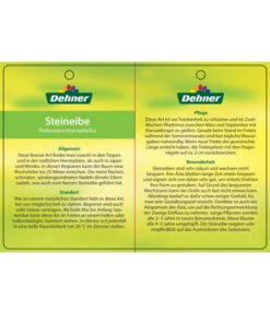 Bonsai Steineibe - Podocarpus Macrophylla -Ubbink Verkäufe 8555054 SteineibeBonsaiEtikett2