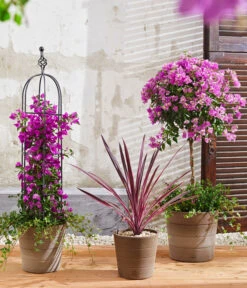 Drillingsblume, Pyramide/Spalier 8 Drillingsblume, Pyramide/Spalier -Ubbink Verkäufe 8583684 8684482 WE MO 003 KuebelpflanzenBougainvilleaCordyline