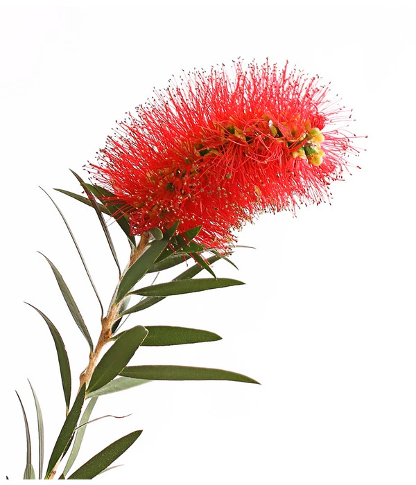 Zylinderputzer, Busch 4 Zylinderputzer, Busch – Bild 2