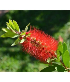 Zylinderputzer, Busch 10 Zylinderputzer, Busch -Ubbink Verkäufe 8584054 WE DE 001 CallistemonLaevisPixabay