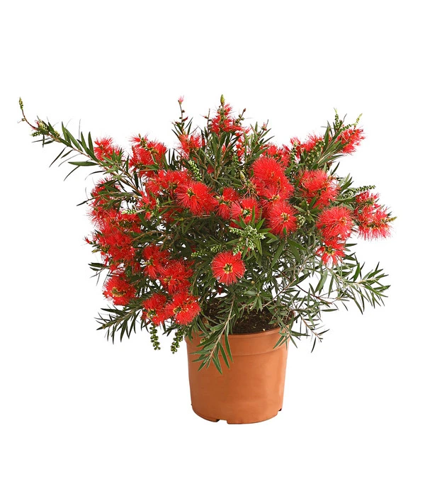 Zylinderputzer, Busch 3 Zylinderputzer, Busch