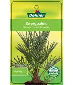 Blaue Zwergpalme -Ubbink Verkäufe 8584401 Chamaeropshumiliscerifera 15112016 1