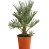 Blaue Zwergpalme -Ubbink Verkäufe 8584401 WE FS 001 ChamaeropsHumillisOWCeriferaT18DehnerExpressHerzig