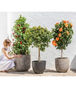 Wandelröschen, Solitärstamm -Ubbink Verkäufe 8584799 WE MO 001 DipladeniaRot36