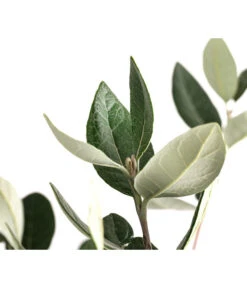 Brasilianische Guave -Ubbink Verkäufe 8586158 WE DE 002 FeijoaSelowianaBuschT24BrasilianischeGuave