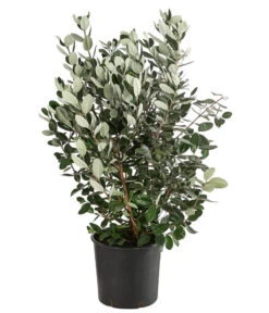 Brasilianische Guave