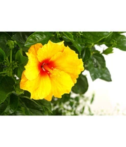 Pflanzen-Duo Roseneibisch Mit Zauberschnee -Ubbink Verkäufe 8587255 PR DE 001 HibiscusBepflanztT27DehnerExpressHerzig