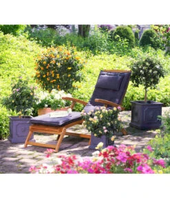 Wandelröschen, Solitärstamm -Ubbink Verkäufe 8588196 8595910 8589442 8588451 PR MO 004 LeichtbetonTopfEckigKuebelpflanzenBlumenparkKatalog2016