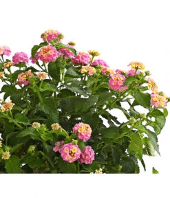 Wandelröschen, Stämmchen -Ubbink Verkäufe 8589442 WE DE 001 LantanaCamaraStammT17LilaOWDehnerExpressHerzig