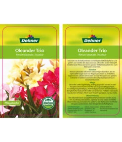 Oleander-Trio -Ubbink Verkäufe 8590291 8596843 NeriumoleanderTrio 01 12 17