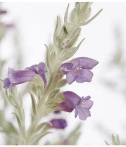 Emustrauch -Ubbink Verkäufe 8591265 PR DE 001 EremophilaNiveaBusch22DehnerExpressZS