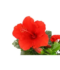 Zimmerhibiskus - Hibiscus Rosa-sinensis, Verschiedene Sorten -Ubbink Verkäufe 8595241 PR DE 001 HibiscusMixBuschT17DehnerExpressHerzig