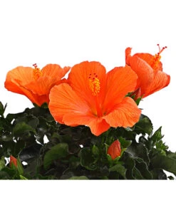 Zimmerhibiskus - Hibiscus Rosa-sinensis, Verschiedene Sorten -Ubbink Verkäufe 8595241 WE DE 001 HibiskusHibiscusBuschT17DehnerExpressHerzig