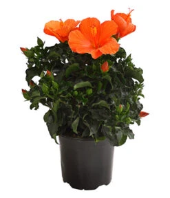 Zimmerhibiskus - Hibiscus Rosa-sinensis, Verschiedene Sorten -Ubbink Verkäufe 8595241 WE FS 001 HibiskusHibiscusBuschT17OWDehnerExpressHerzig