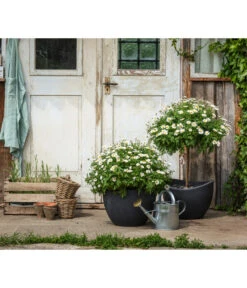 Margerite, Busch, Weiß -Ubbink Verkäufe 8596595 WE MO 001 MargeritenStamm