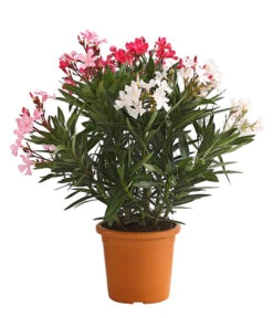Oleander-Trio -Ubbink Verkäufe 8596843 PR FS 002 OleanderBuschTricolorT19DehnerExpressHerzig