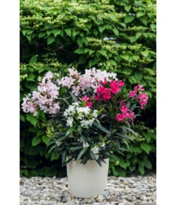 Oleander-Trio -Ubbink Verkäufe 8596843 PR MO 001 OleanderTricolorLucknerMai2015