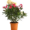 Oleander-Trio -Ubbink Verkäufe 8596843 WE FS 001 OleanderBuschTricolorT19DehnerExpressHerzig