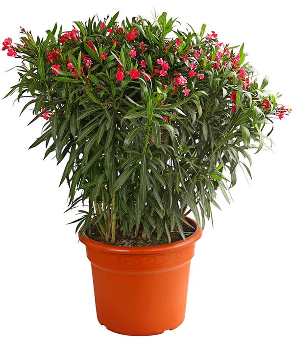 XXL Oleander, Verschiedene Sorten, Ca. 130-150 Cm 3 XXL Oleander, Verschiedene Sorten, Ca. 130-150 Cm