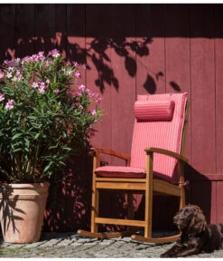 XXL Oleander, Verschiedene Sorten, Ca. 130-150 Cm 11 XXL Oleander, Verschiedene Sorten, Ca. 130-150 Cm -Ubbink Verkäufe 8596900 WE MO 002 OleanderSolitaerDehnerSchaukelstuhlDakota