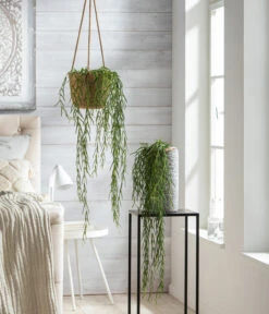 Dehner Keramik-Vase Toni, Rund, Grau -Ubbink Verkäufe 8598096 WE MO 001 HoyaLinearisT12