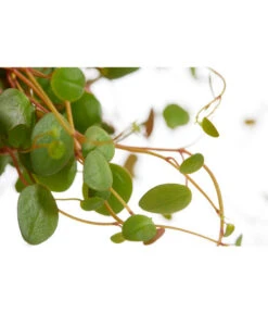 Peperomie - Peperomia Cultivars 'Pepperspot', Ampel -Ubbink Verkäufe 8598104 PR DE 001 PeperomiaPepperspotT14DehnerExpressZS