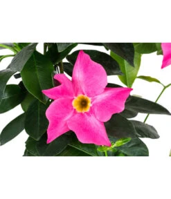 Dipladenie, Herzform, Verschiedene Farben -Ubbink Verkäufe 8599094 WE DE 001 DipladenieHerzRosaT17