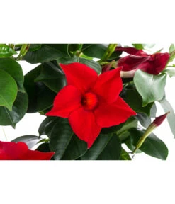 Dipladenie, Herzform, Verschiedene Farben -Ubbink Verkäufe 8599094 WE DE 001 DipladenieHerzRotT17