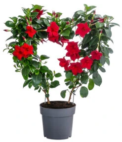 Dipladenie, Herzform, Verschiedene Farben -Ubbink Verkäufe 8599094 WE FS 001 DipladenieHerzRotT17