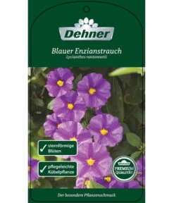 Blauer Enzianstrauch 10 Blauer Enzianstrauch -Ubbink Verkäufe 8600835 BlauerEnzianstrauch Etikett 1