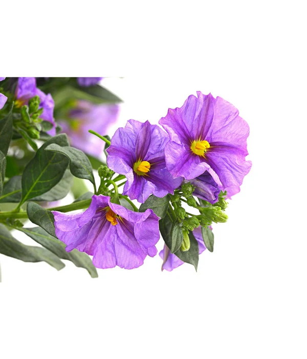 Blauer Enzianstrauch 4 Blauer Enzianstrauch – Bild 2