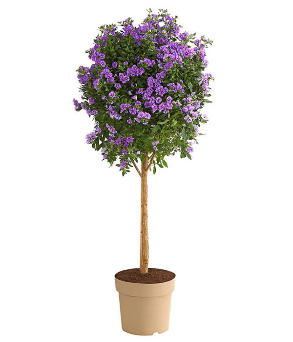 Blauer Enzianstrauch 3 Blauer Enzianstrauch