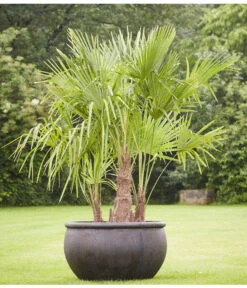 Hanfpalme, Multistamm -Ubbink Verkäufe 8607855 PR MO 001 Polystone SchaleEmpireBlumentopfBlumenvasePflanztopfHanfpalmeTrachycarpusFortuneiGruppe